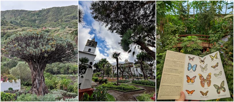 Icod de los Vinos pictures.